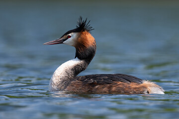 Great crested grebe swimming