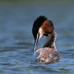 Great crested grebe preening