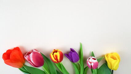 a bouquet of colorful beautiful tulip flowers on a light background