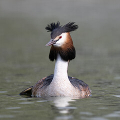 Great crested grebe swimming