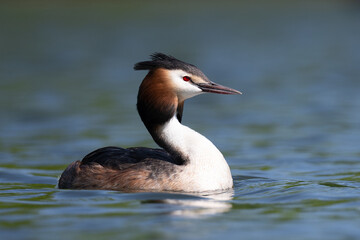 Great crested grebe swimming