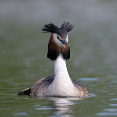 Great crested grebe swimming