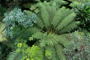 Aerial view of the canapy in the Temperate House, Kew Gardens