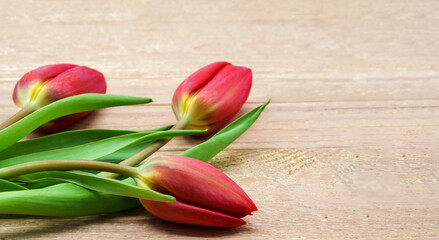 Tulips on a wooden background. Three red tulips close-up.