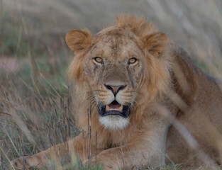 lion picture; big male lion in the wild; lion side view; male lion looking; maneless lion; lion...