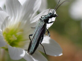 beetle Oedemera sp. - 502470490