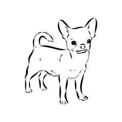 Chihuahua dog - isolated vector illustration chihuahua vector