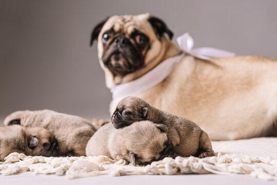 Little newborn pug puppies sleeping together with his mother 