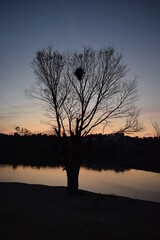 The silhouette of a tree on an April evening