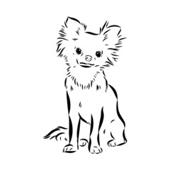 Chihuahua dog - isolated vector illustration chihuahua vector