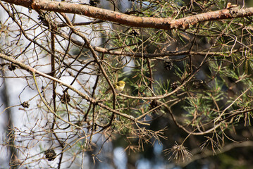 A chiffchaff (Phylloscopus collybita, bird) in the forest in spring