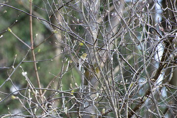 A chiffchaff (Phylloscopus collybita, bird) in the forest in spring