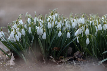 White spring snowdrops in field. Galanthus nivalis. Spring flower snowdrop is the first flower in the end of winter and the beginning of spring	