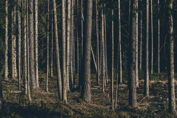 straight majestic pine trunks in coniferous forest
