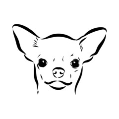 Chihuahua dog - isolated vector illustration chihuahua vector