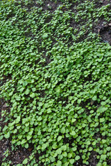 green leaves cover the moist ground