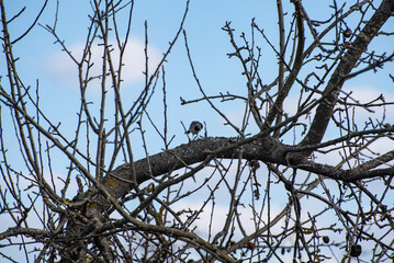 A white wagtail (Motacilla alba, small bird) is sitting on the tree in the countryside (country, village) in spring