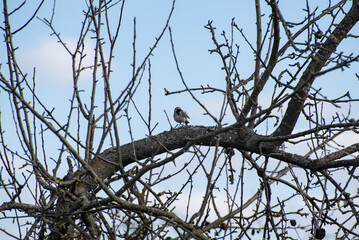 A white wagtail (Motacilla alba, small bird) is sitting on the tree in the countryside (country, village) in spring