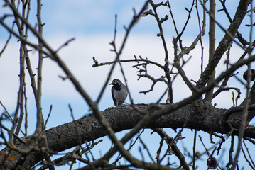 A white wagtail (Motacilla alba, small bird) is sitting on the tree in the countryside (country, village) in spring