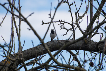 A white wagtail (Motacilla alba, small bird) is sitting on the tree in the countryside (country, village) in spring