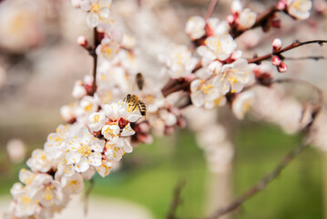Bees collect honey from apricot blossoms