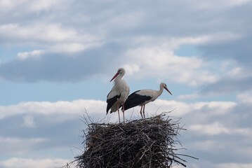 White storks (birds) are sitting in the nest