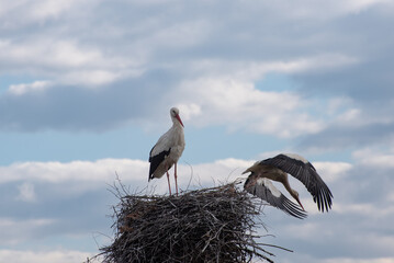 A white stork (bird) is flying in the countryside (village, country) 