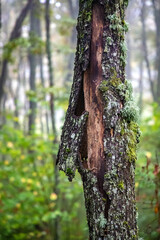 Obraz premium Old peeled bark of a tree with moss. Vertical view