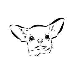 Chihuahua dog - isolated vector illustration chihuahua vector