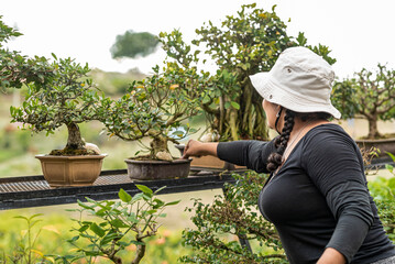 Latina woman working in a greenhouse checking bonsai trees 