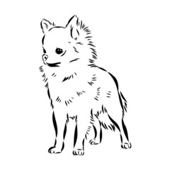Chihuahua dog - isolated vector illustration chihuahua vector