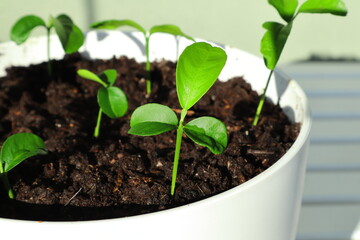 The beginning of orange trees. Home grown in a white pot. Dark soil and botany.