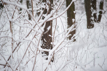snowy winter forest with oak tree pillars