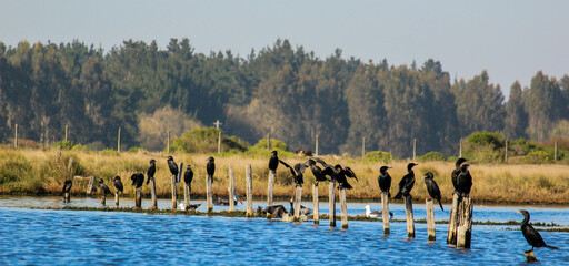 Aves de Chile: Yecos