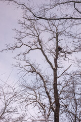 snowy winter forest with oak tree pillars