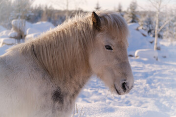 Obraz na płótnie Canvas White icelandic horse in snow