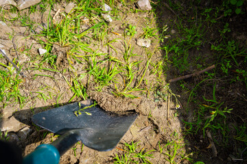 Digging up weeds in the garden with a small shovel
