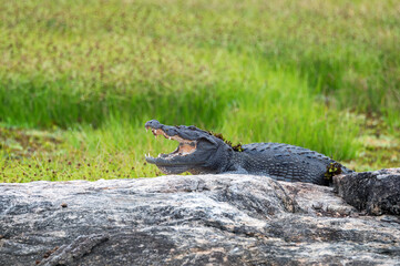 Mugger crocodile or Crocodylus palustris on river bank