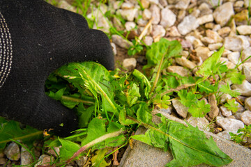 pulling weeds out of the ground by hand