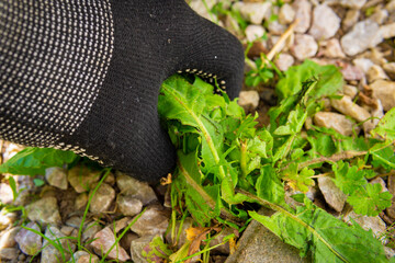 pulling weeds out of the ground by hand