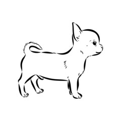 Chihuahua dog - isolated vector illustration chihuahua vector