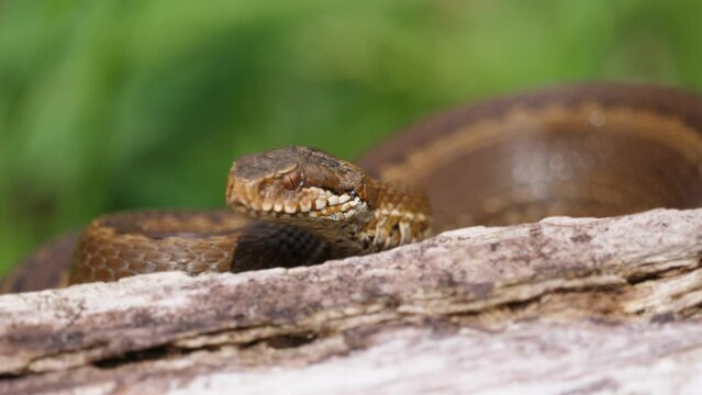 Venomous viper constantly shows the tongue in search of information from the environment.