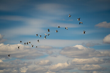 A huge flock of wild birds flies over the field against the blue sky