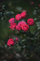 beautiful bush of pink roses in the park