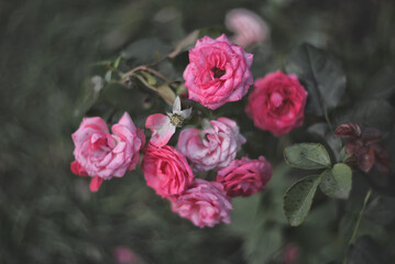 beautiful bush of pink roses in the park