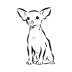 Chihuahua dog - isolated vector illustration chihuahua vector
