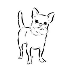 Chihuahua dog - isolated vector illustration chihuahua vector