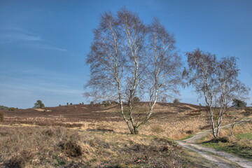 Gentle hills, idyllic hiking trails lined with birches run through the nature reserve Luneburg Heath, which is an impressive natural experience even in spring.