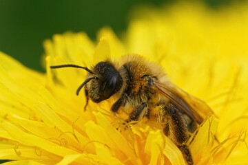 Closeup on a large female Grey-patched mining bee sitting inside a yellow dandelion flower, Taraxacum officinale