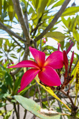 pink frangipani flowers blooming in the garden